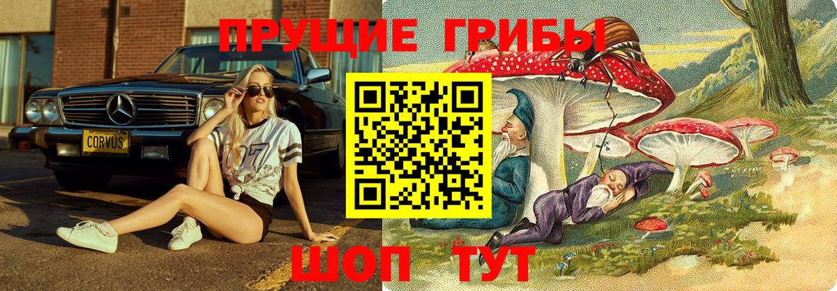 Псилоцибиновые грибы Cubensis Урус-Мартан